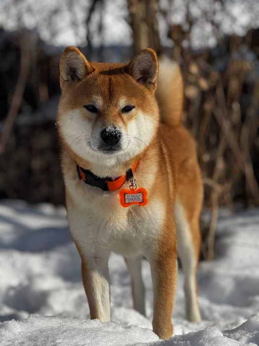 Кобель сиба-ину на вязку