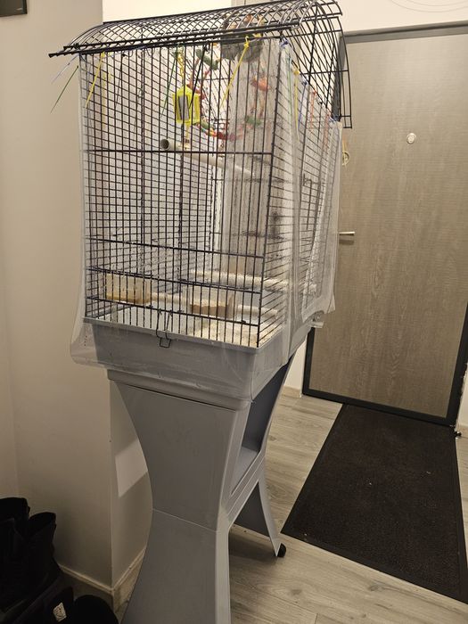 Papagal Lori Curcubeu