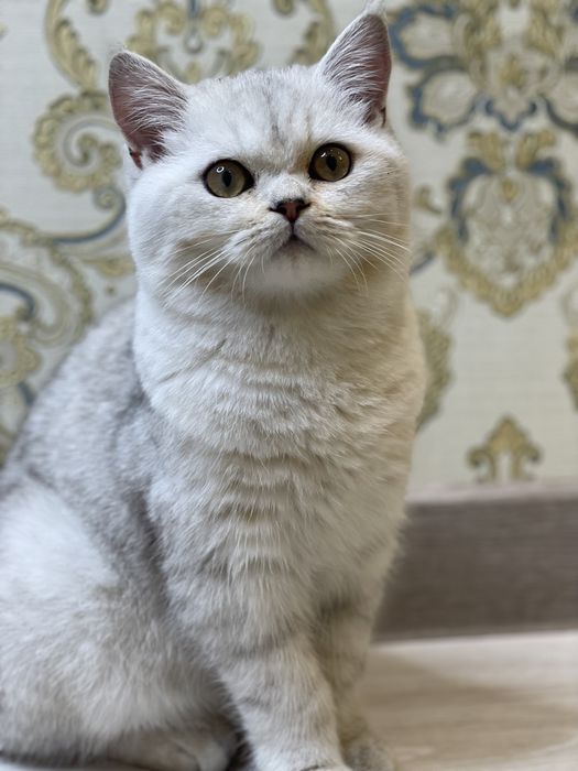Британские кошка серебристые шиншилла