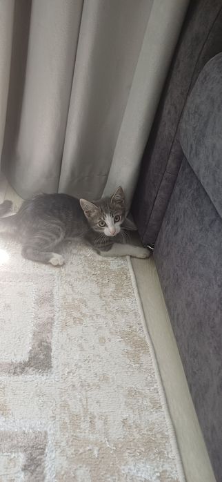 Отдам даром котенка, мальчик