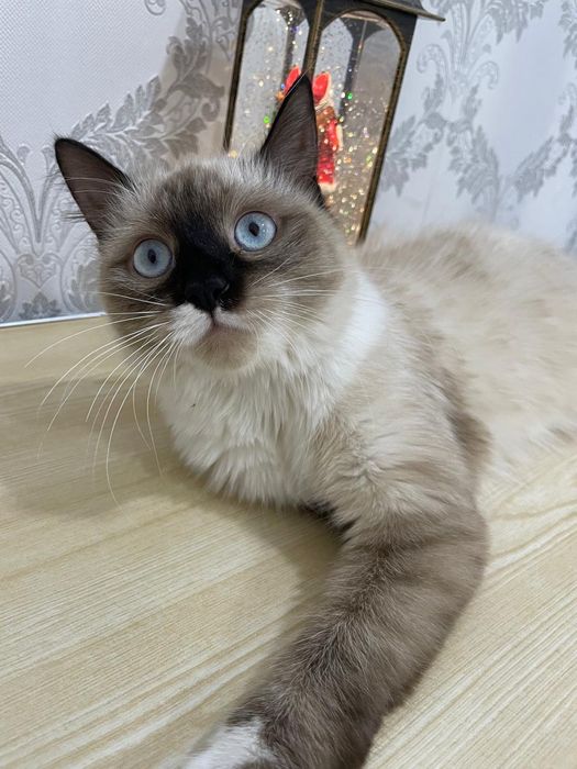 Отдам кошку срочно