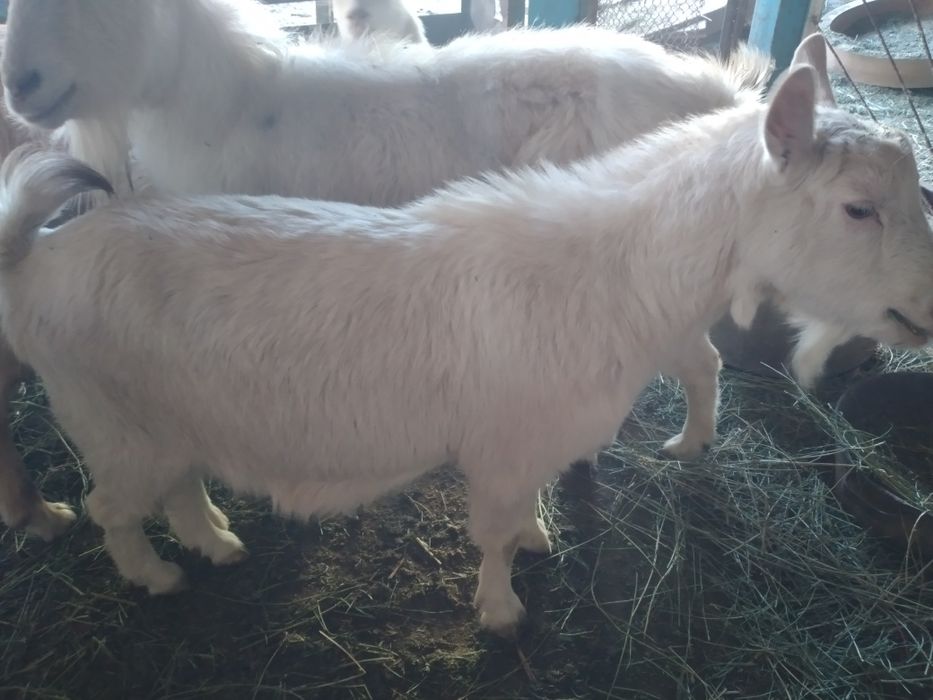 Занен ешкі сатылады буаз