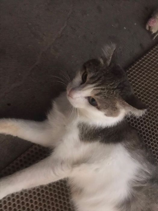 Отдам кота в добрые руки