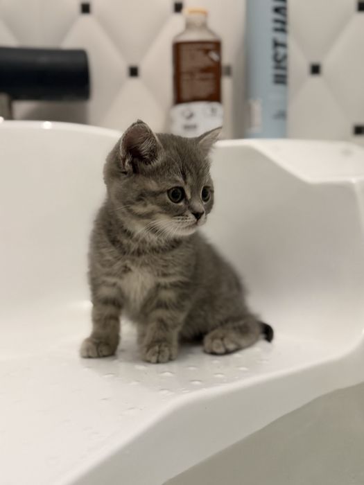 Котёнок Британец