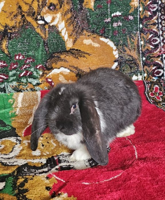 Masculi berbec german