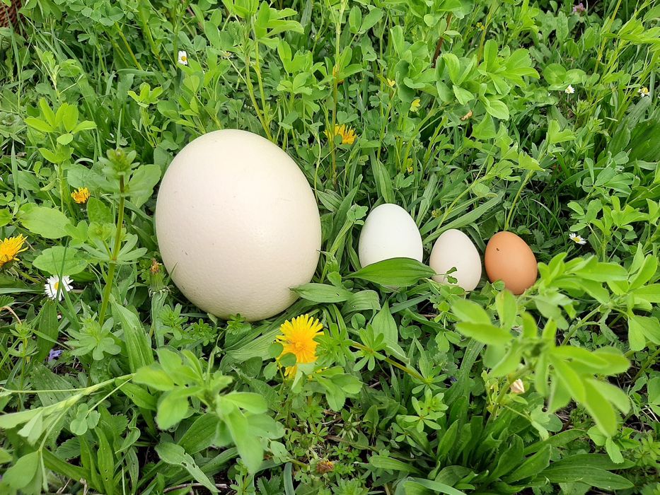 Ouă de struț de vînzare și pui de vînzare