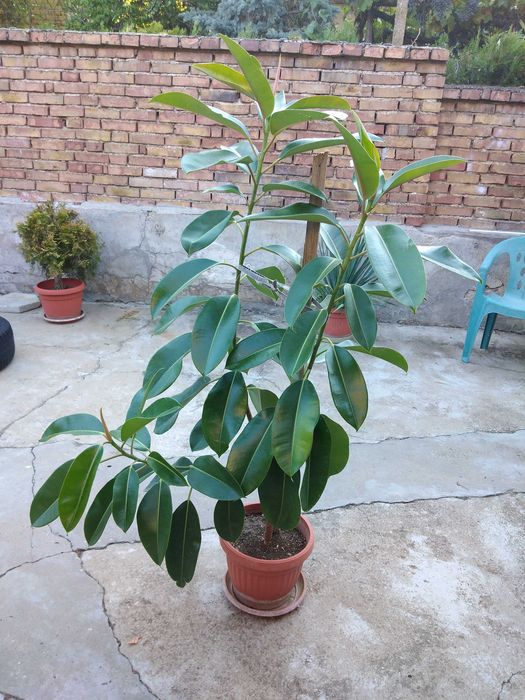 цветя подходящи за заведения или офиси