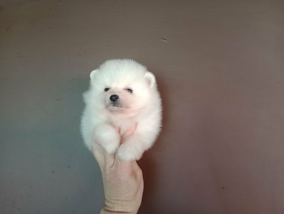 Бели Померанчета!