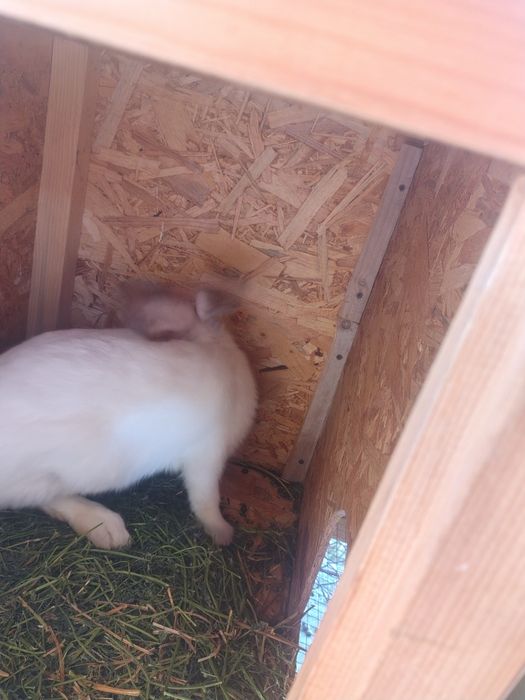 Vând pereche de uriaș de Transilvania