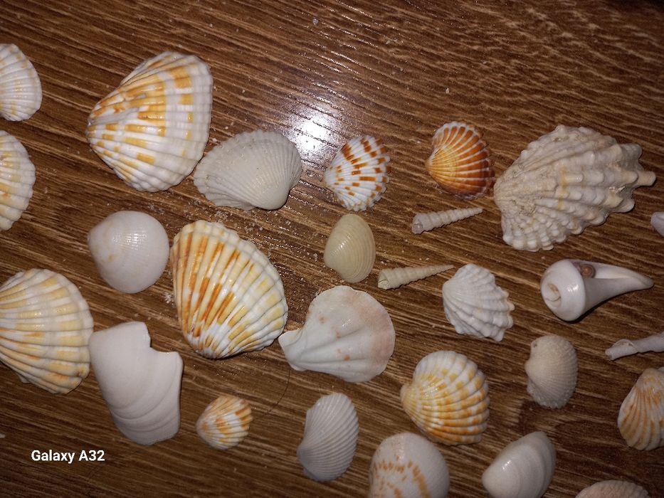 Ракушки для подарков,украшений и т.д