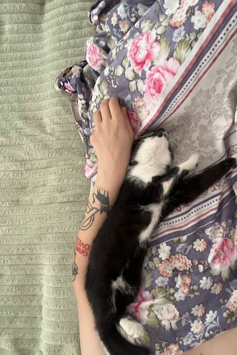 Котенок в добрые руки