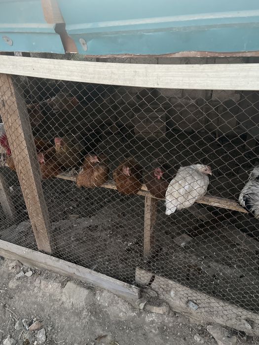 Тауықтар сатылады