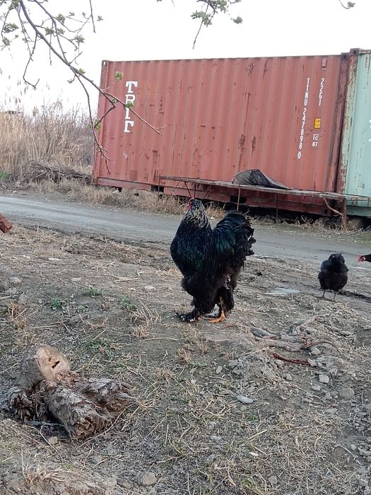 Кора брама хуроз