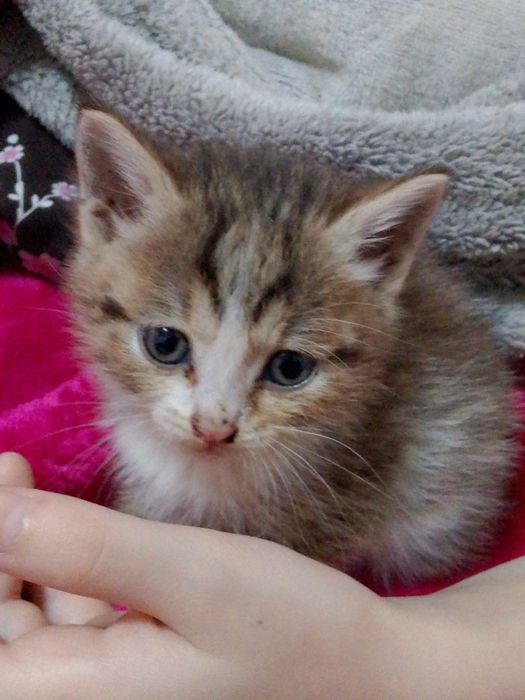 Отдаем бесплатно