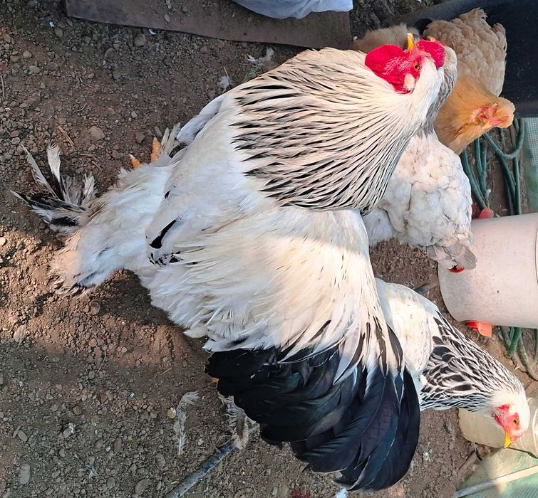 Vand oua incubat Brahma HD - rasa mare