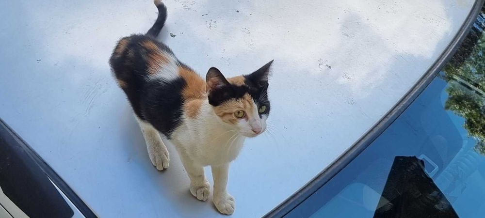 котенца котета на 2 и на 5 мес.