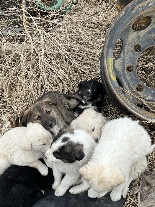 Продается щенки 1,5 месаца разного цвета