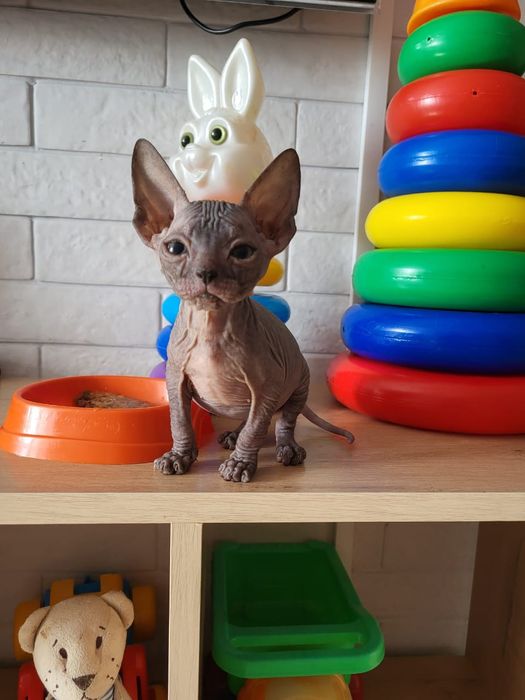 Донские Сфинксы.