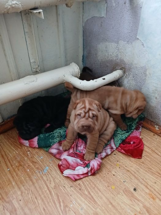 Милые щенки породы Шарпей