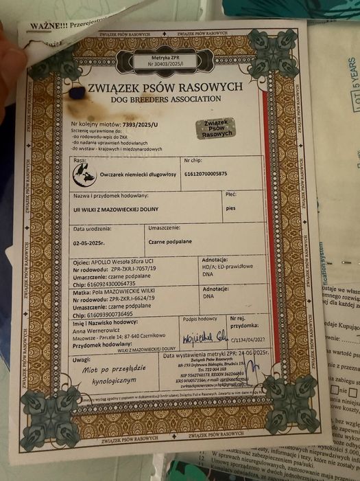 немска очарка дългокосместа