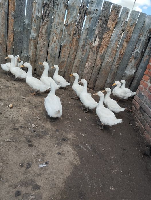 Утки.Продажа уток живьём