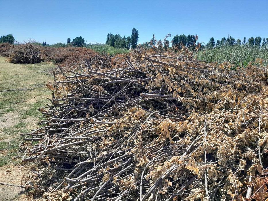 Обрезанные ветки деревьев — бесплатно, самовывоз