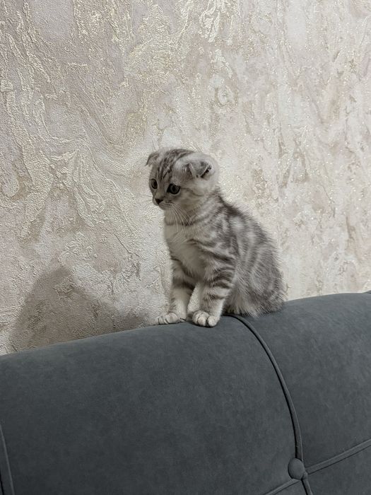 Котенок вислоухий шотландский
