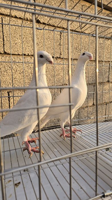 Голуби парные...