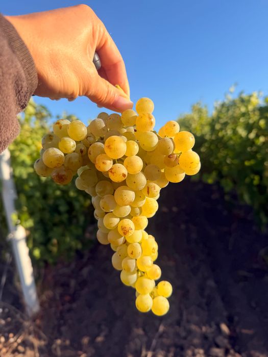 Vând struguri nobili Tamaioasa Romanesca