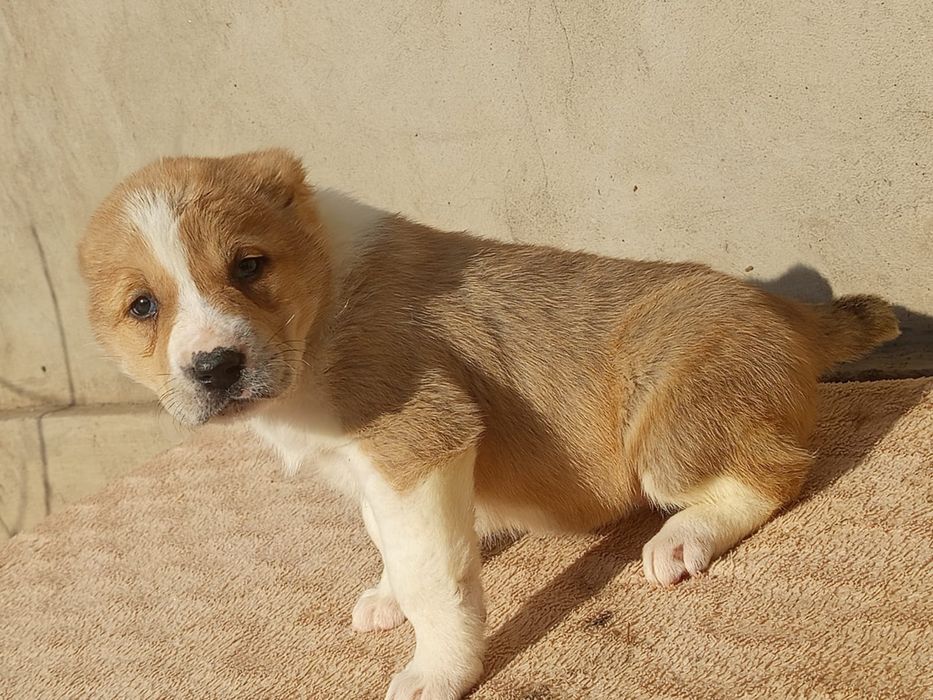 Щенки САО Алабай