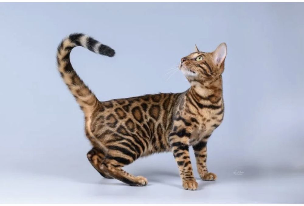 Бенгальский мысык сатылады