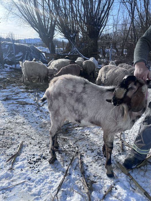 Vand tap Anglo Nubian