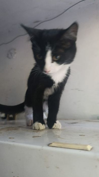 Котята 3 мес в добрые руки