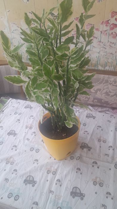 Комнатные цветы недорого