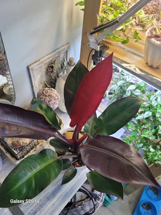 Филодендрон Принц Оранж