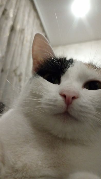 котеночек трёх маска