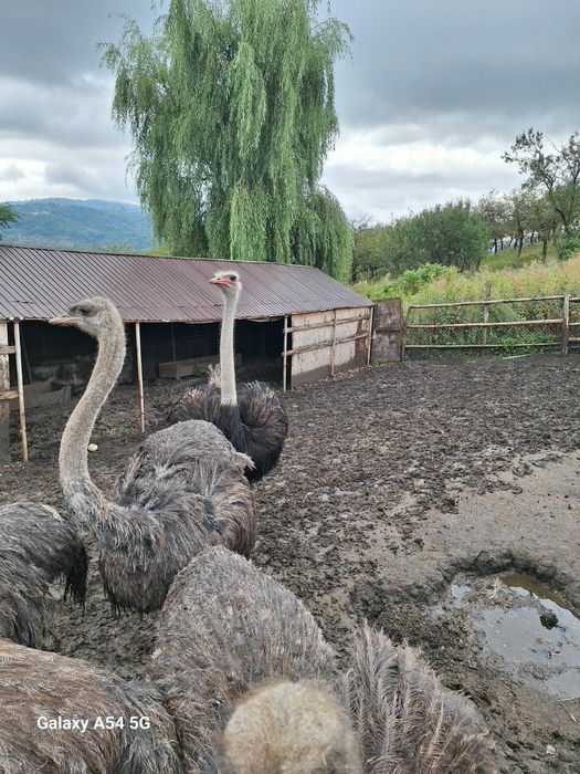 Familie de struți ouatoare de vanzare