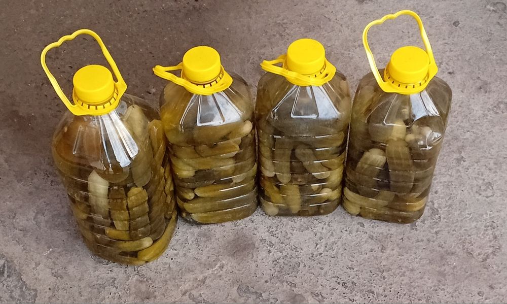 Tuzlangan bodiringlar