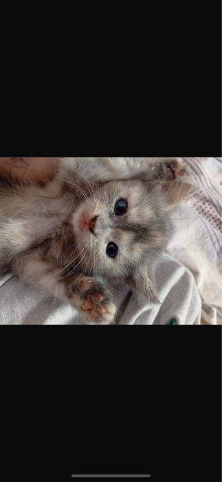 Котят в добрые руки