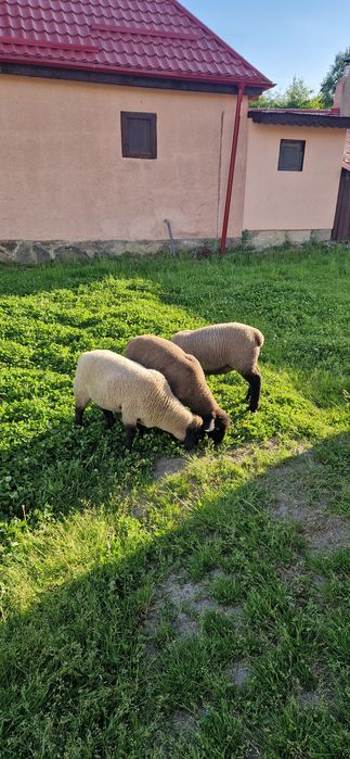 Berbecuți Suffolk