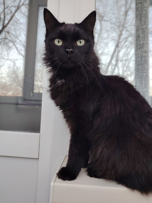 Пристраивается шикарный кот