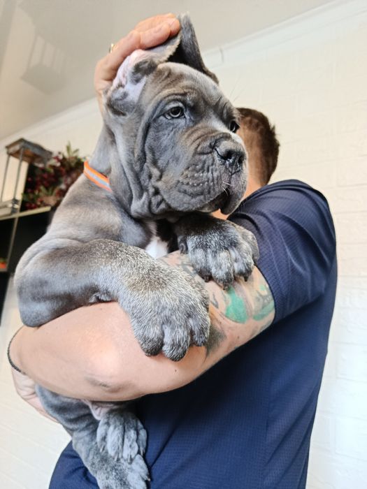 Щенки Кане Корсо