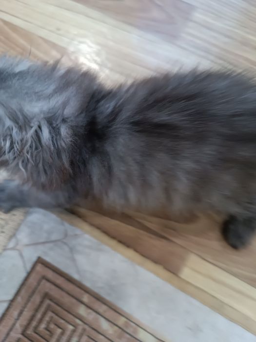 Котята в добрые руки.