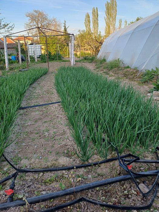 Продавам зелен лук само на едро