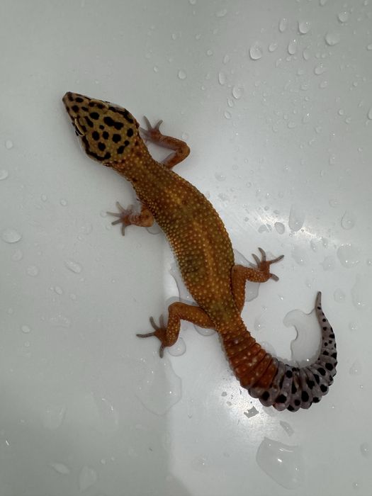 Продам Эублефар