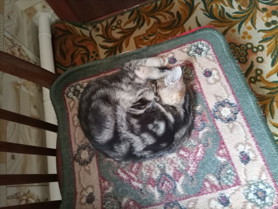 Отдам в хорошие руки котят