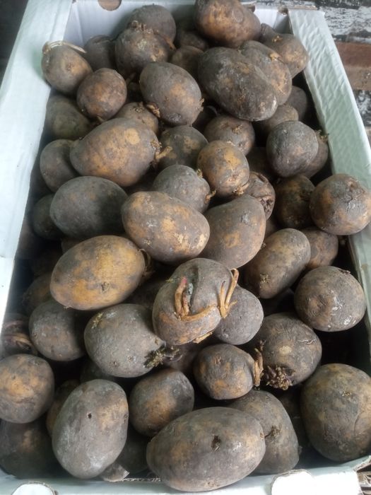 Семенной картофель,