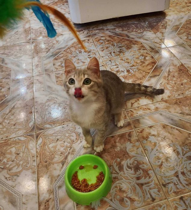 подарявам коте, 6 месеца мъжко