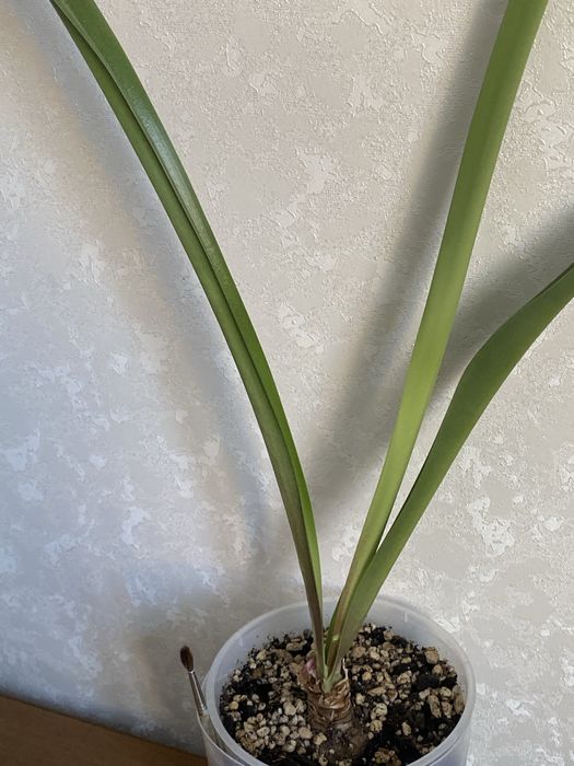 Гипеаструм продам