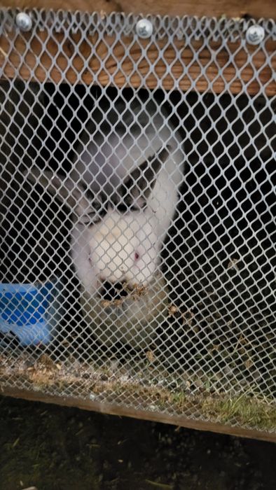 Кролики калифорния